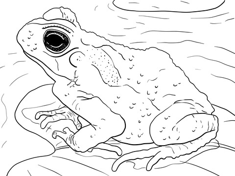 Juvenile Cane Toad Coloring Page